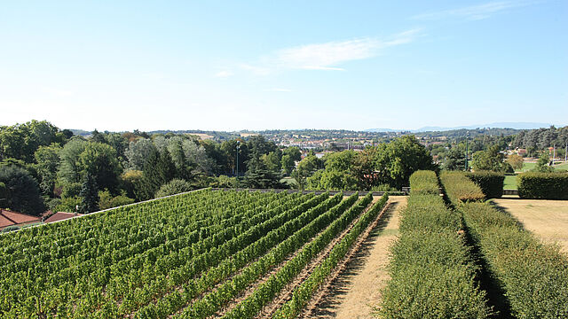 À la découverte de Beauregard : Maison Ricard et les vignes de Beauregard