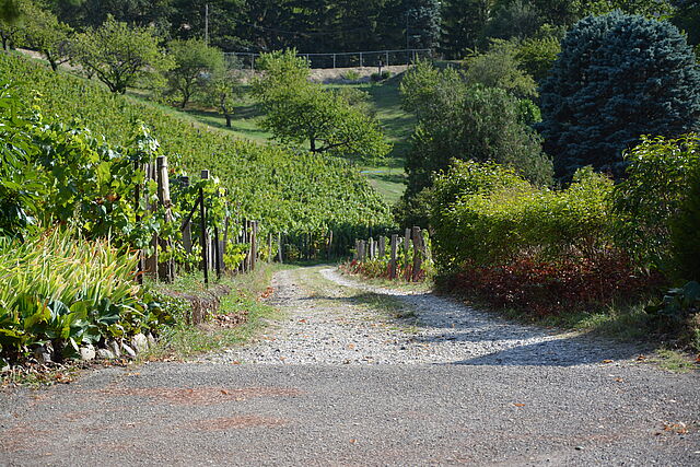 Les Vignes du Val Foron