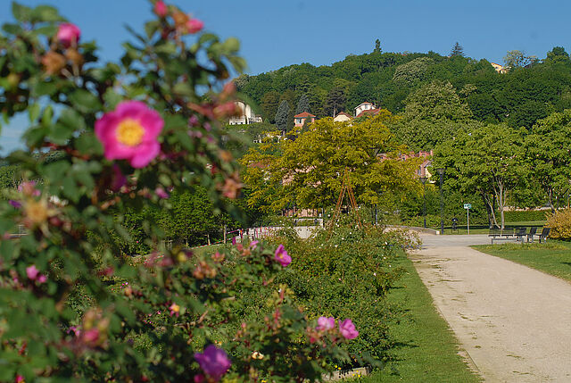 Visite Roseraie de Saint-Clair